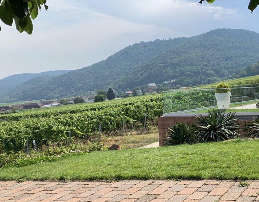 „Ja-Wort“ mit Blick auf pfälzisch-toskanische Idylle